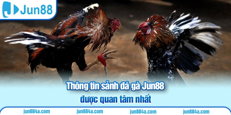 Thông tin sảnh đá gà Jun88 được quan tâm nhất