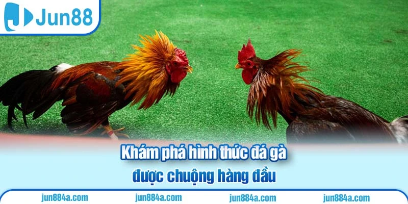 Khám phá hình thức đá gà được chuộng hàng đầu
