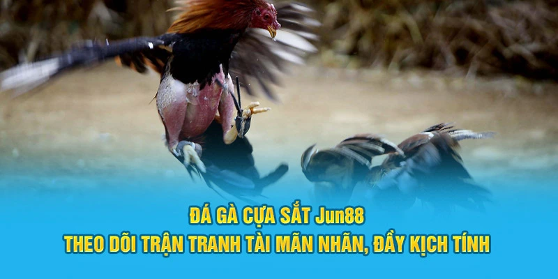 Đá gà cựa sắt