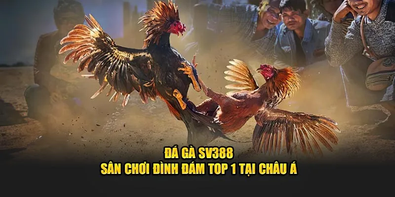 SV388 đá gà hấp dẫn