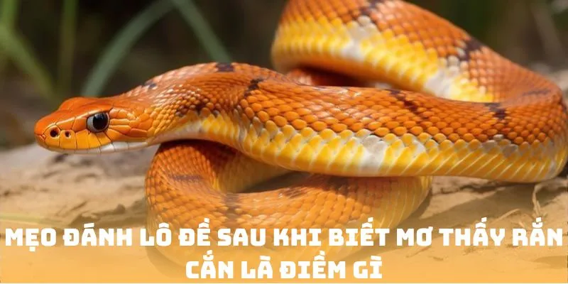 Mẹo đánh lô đề sau khi biết Mơ thấy rắn cắn là điềm gì?