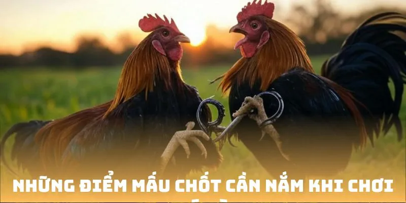 Những điểm mấu chốt cần nắm khi chơi đá gà