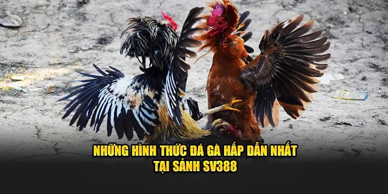 Những hình thức hấp dẫn nhất sảnh SV388 đá gà